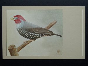 Bird Theme RED HEADED FINCH c1950s Postcard by P. Sluis Series 8 No.86