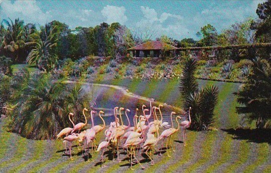 Florida Miami Over 100 Beautiful Flamingos Parade On The Banks Of The Flaming...