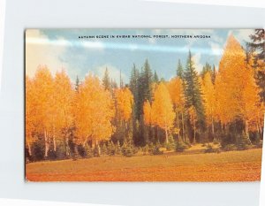 Postcard Autumn Scene in Kaibab National Forest Northern Arizona USA