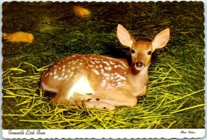 M-36154 Irresistible Little Fawn Arkansas