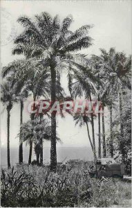 Modern Postcard Guinea Conakry Palmistes