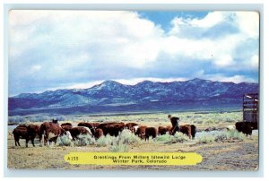 Greetings From Millers Idlewild  Lodge Winter Park Colorado CO Vintage Postcard 