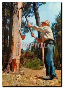 Postcard Modern browsing Landes Gascone The tapper Pins