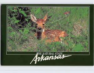 Postcard Arkansas White Tail Fawn, The Natural State, Arkansas