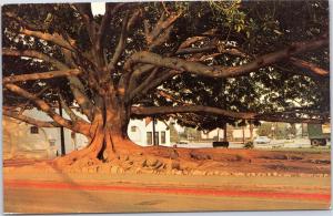 Woman sitting under Moreton Bay Fig Tree, Santa Barbara, California