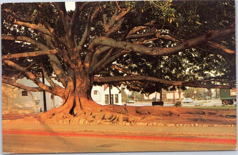 Woman sitting under Moreton Bay Fig Tree, Santa Barbara, California