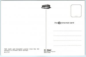 Postcard - Cypress Trees Line the Entrance to Florida's Silver Springs, USA