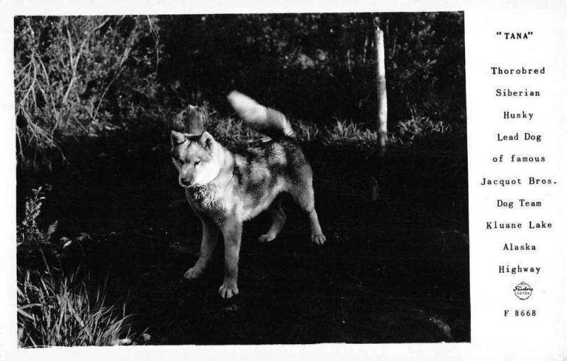 Kluane Lake Alaska Husky Sled Dog Frasher Real Photo Antique Postcard K43598