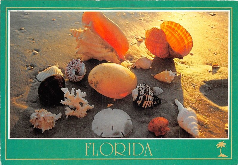 US15 USA Florida treasures seashells 1988