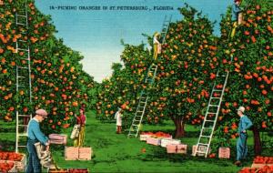 Florida St Petersburg Picking Oranges 1958