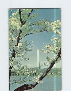 Postcard The Washington Monument Cherry Trees Washington DC USA