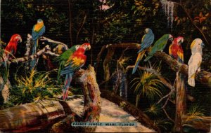 Florida Miami Parrot Jungle Colorful Macaws