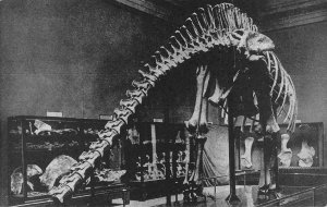 Dinosaur Skeleton, Fruita, CO Field Museum of Natural History Vintage Postcard