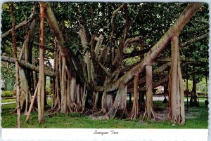 c1970s Honolulu HI Hawaii Banyan Tree Moana Hotel Thomas Square Civic Center M14