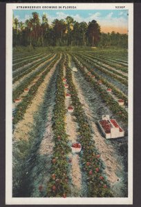 Strawberries Growing in Florida - WB