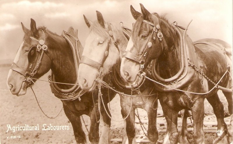 Three Horses. Agricultural Labourers  Old vintage English postcard