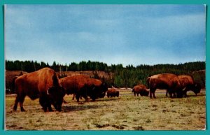 Herd Of Bison Buffalo - [MX-752]