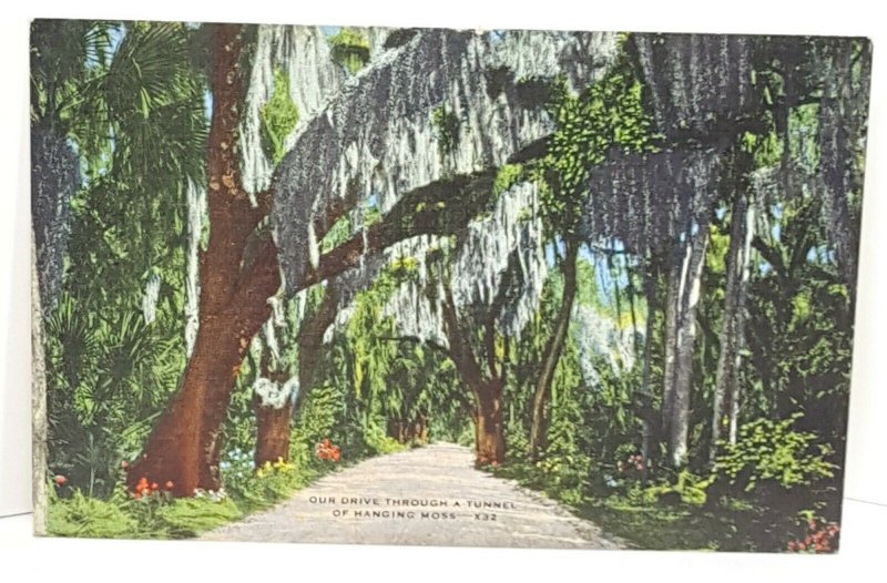 Hanging Moss X32 Vintage Postcard