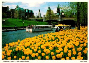 Canada Otttawa The Rideau Canal Beautiful Yellow Tulips
