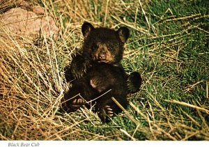 Black Bear Cub