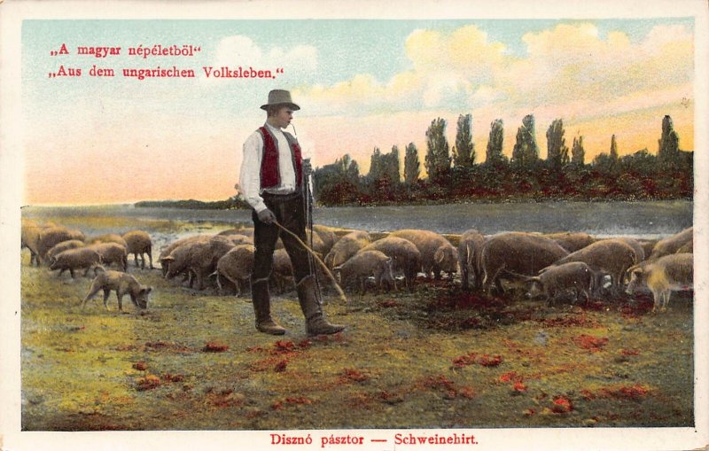 B052 Hungary 1910 Diszno pasztor Pig Shepherd Ethnic vintage postcard