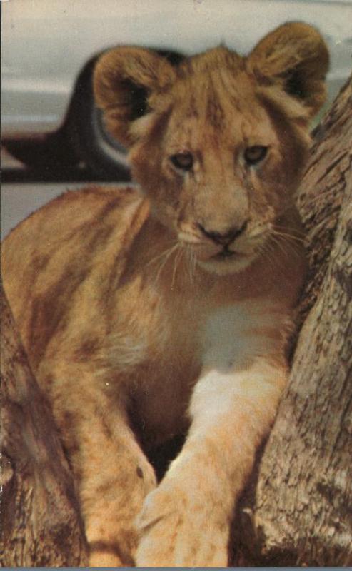 Young Male Lion at North Carolina Zoological Park - Animal