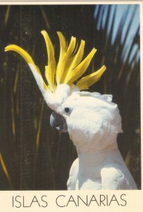 Parrot Bird. Papagayo. Islas Canarias  Nice modern Spanish postcard