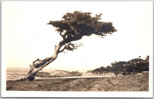 Windblown Cypress Tree Along The California Coast RPPC Real Photo Postcard