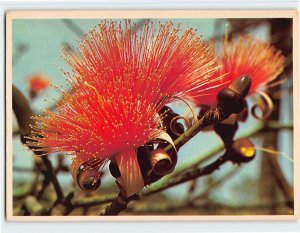 Postcard Blooms Of The Powder Puff Tree, Tropical Florida