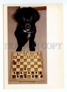 042942 Skye Terrier dog play CHESS Children's mate postcard