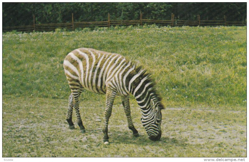 Alberta Game Farm, Zebra, Edmonton, Alberta, Canada, 40's-60's