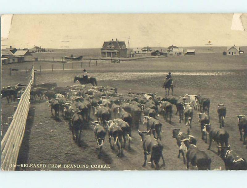 1912 western HERD OF STEER RELEASED FROM THE BRANDING CORRAL HL6786