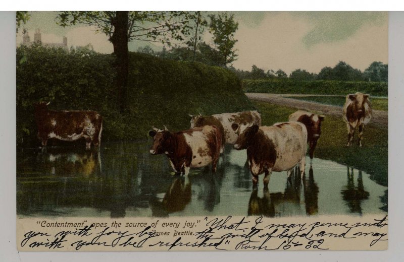 Cows at Watering Hole  (Tuck Animal Life Series 1417)