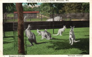 Vintage Postcard 1920's Kangaroo Washington Park Zoological Garden Milwaukee WI