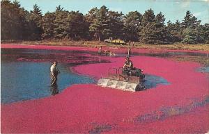 Harvesting Cranberries on Cape Cod Massachusetts MA