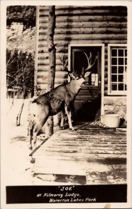 Joe at Kilmorey Lodge Waterton Lakes Park Alberta Canada RP Postcard PC209