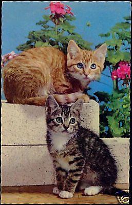Two Sweet Young CATS Kitten Waiting (1965)