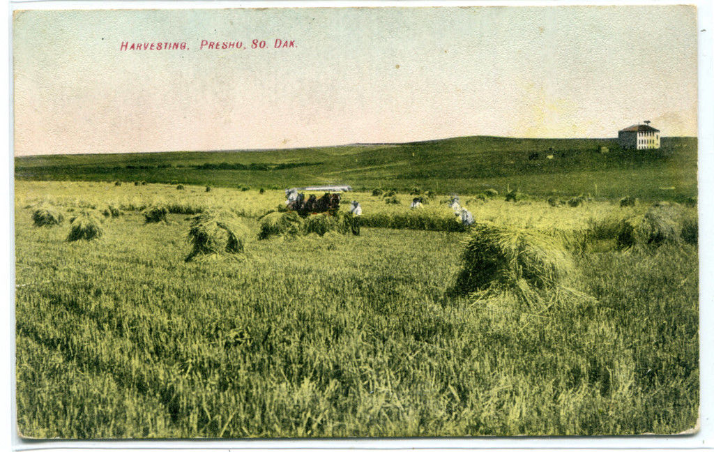 Horse Threshing Harvesting Farming Presho South Dakota 1909 postcard