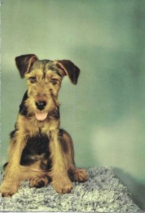 Animal. Dog Modern Italian photo postcard 1970s