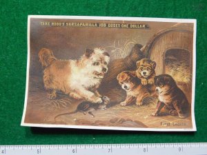 1870s-80s Hood's Sarsaparilla Cute Puppies Catarrh Victorian Trade Card F30