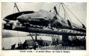 Moby Dick the Whale, Northern Norway Whales, Whaling Unused crease left botto...