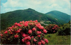 Vtg Asheville North Carolina NC Rhododendron in Bloom Craggy Gardens Postcard