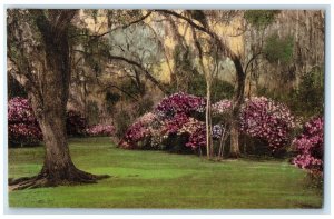 c1940's Magnolia Gardens Flowers Charleston South Carolina SC Unposted Postcard