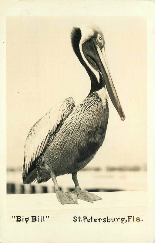 Big Bill St Petersburg Florida 1930s Pelican RPPC Photo Postcard 20-9106