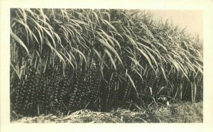 Farm Agriculture Sugar Cane RPPC Photo Postcard Hawaii 8174