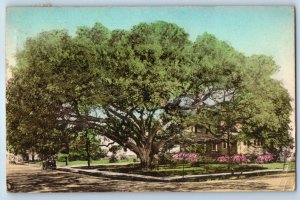 1939 Thomasville Georgia Vintage Postcard The Big Oak Live Society Scenic View