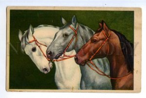 497588 Charming HORSE Troika Vintage postcard