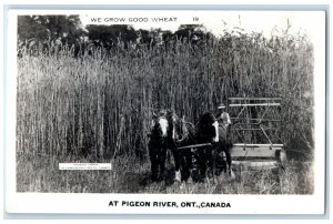 Pigeon River Ontario Canada RPPC Photo Postcard We Grow Good Tall Wheat c1910