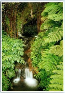 Postcard - Island of Hawaii Scene In Akaka Falls State Park - Hawaii