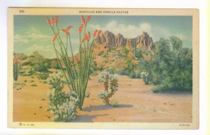 Ocotillo and Cholla Cactus, unused Art Colortone linen Postcard